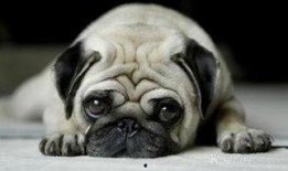 巴哥最新爆料信息网,揭秘网络热点背后的真相